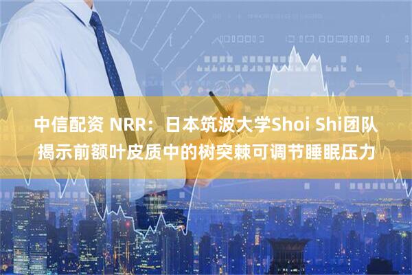 中信配资 NRR：日本筑波大学Shoi Shi团队揭示前额叶皮质中的树突棘可调节睡眠压力